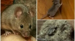 Борба против глувци во приватна дрвена куќа